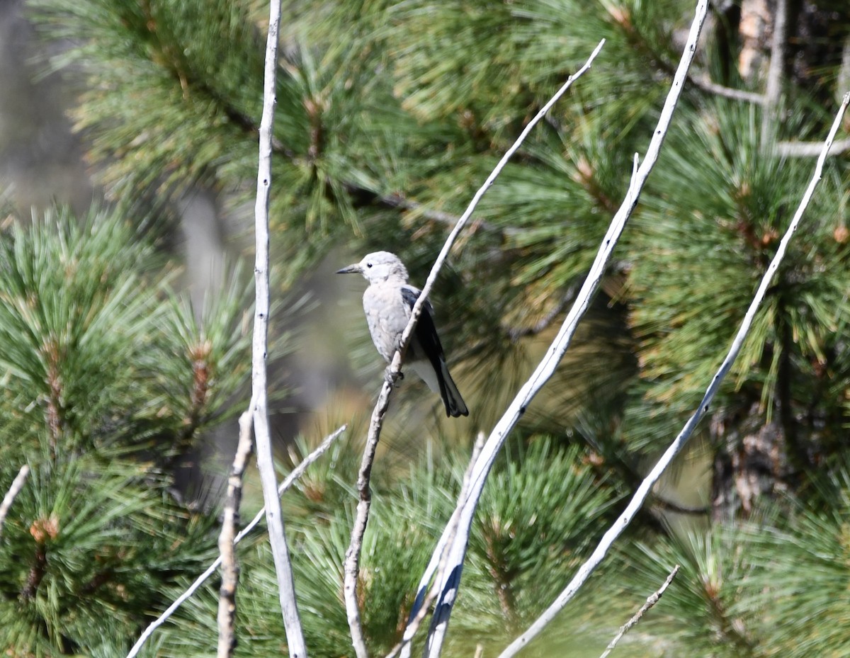 Clark's Nutcracker - ML645148423