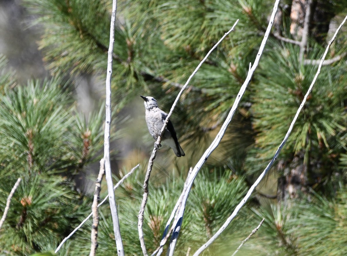 Clark's Nutcracker - ML645148424