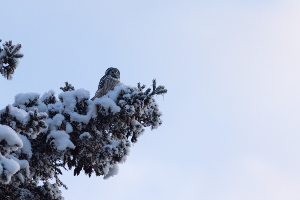 Sperbereule - ML645148428