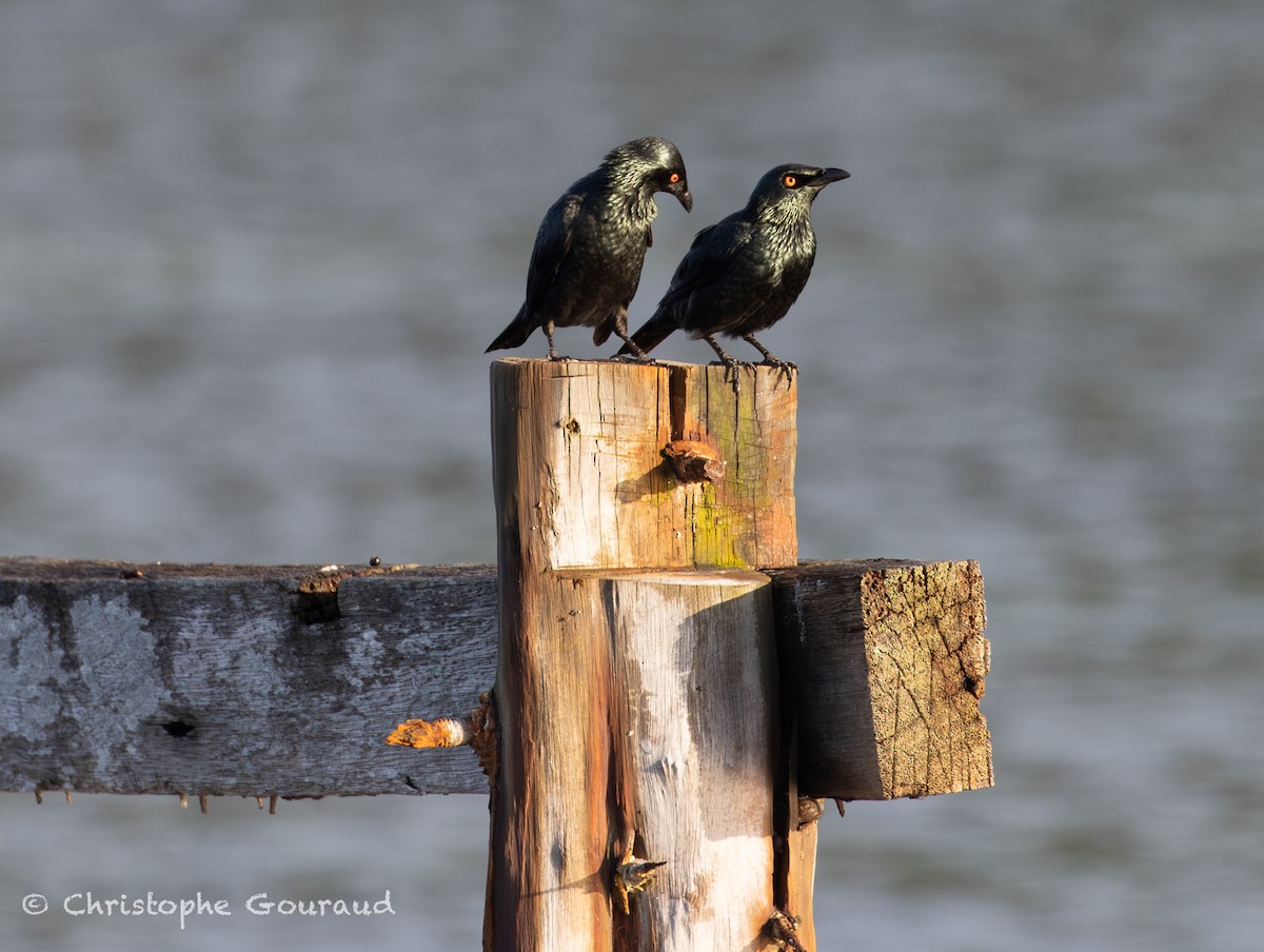 Stourne chanteur - ML645148429
