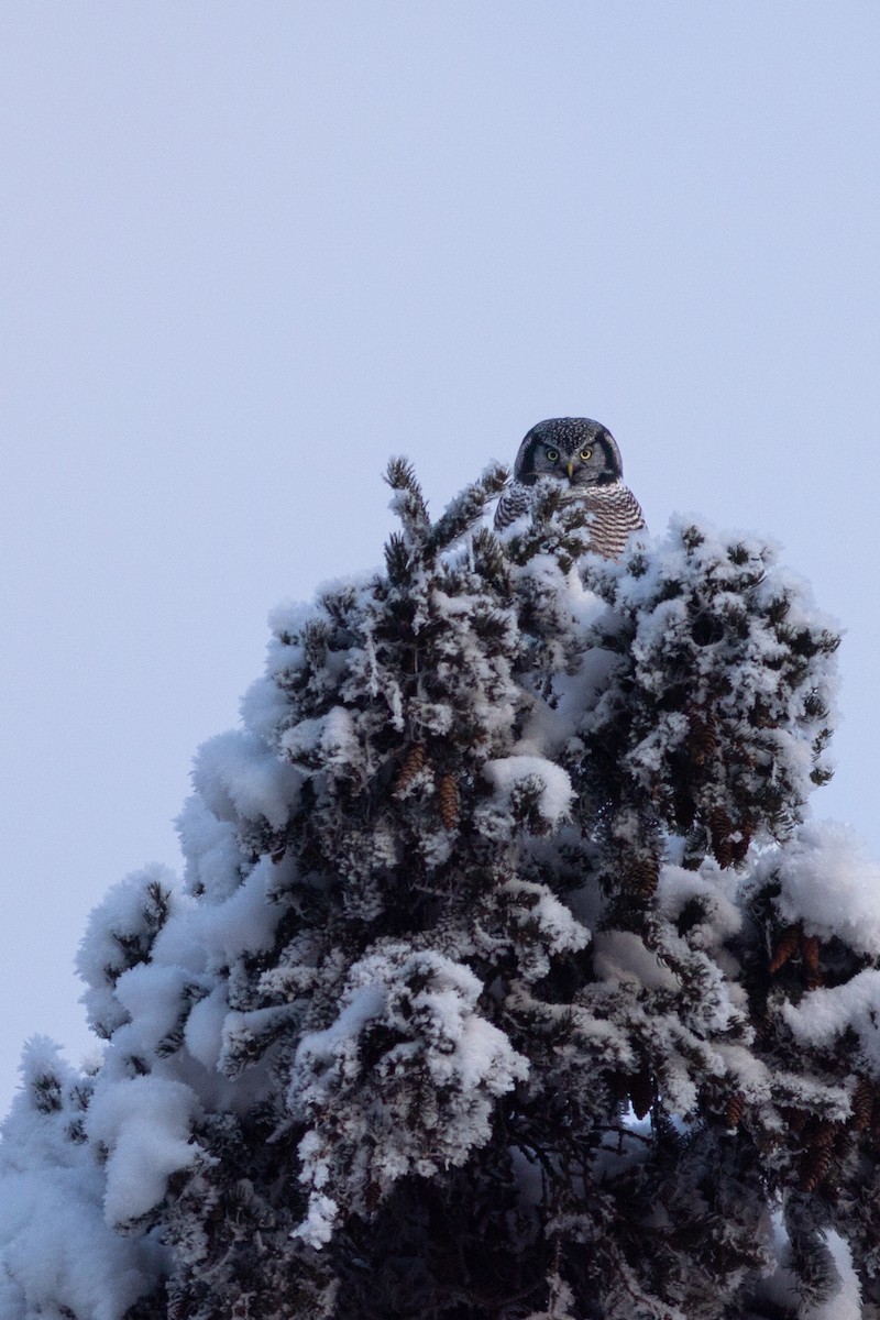 Sperbereule - ML645148430