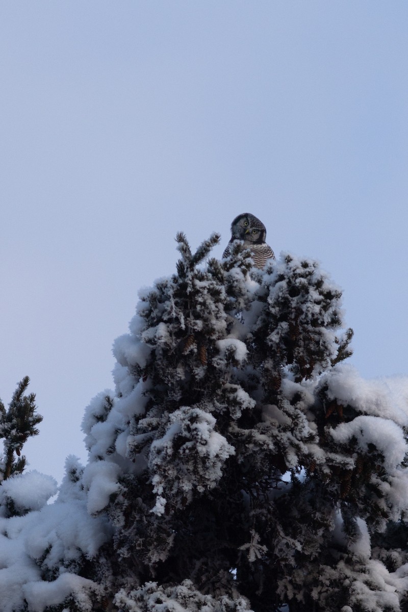 Sperbereule - ML645148433