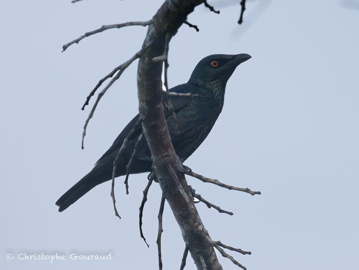 Stourne chanteur - ML645148434