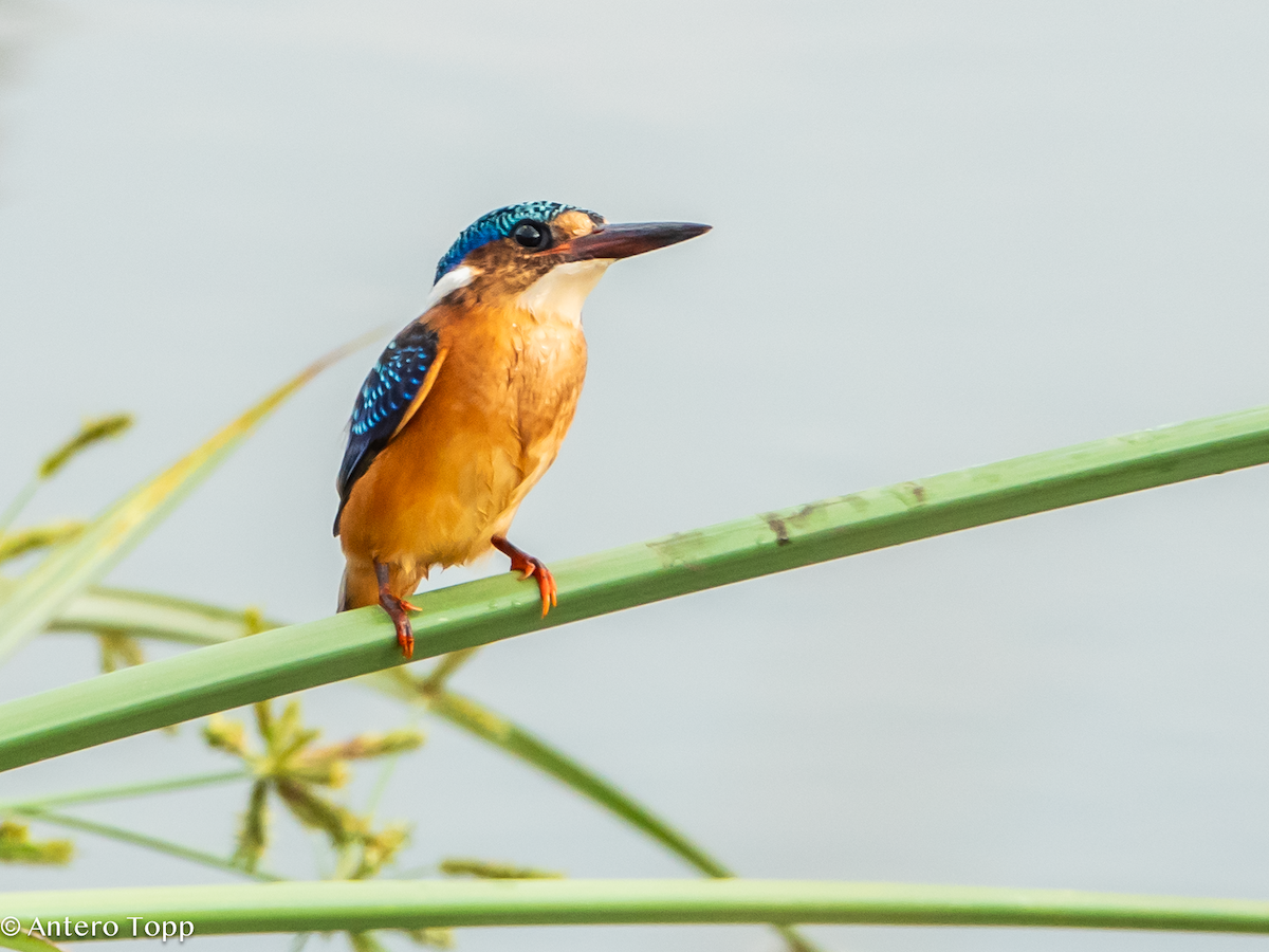 Martín Pescador Malaquita - ML645148435
