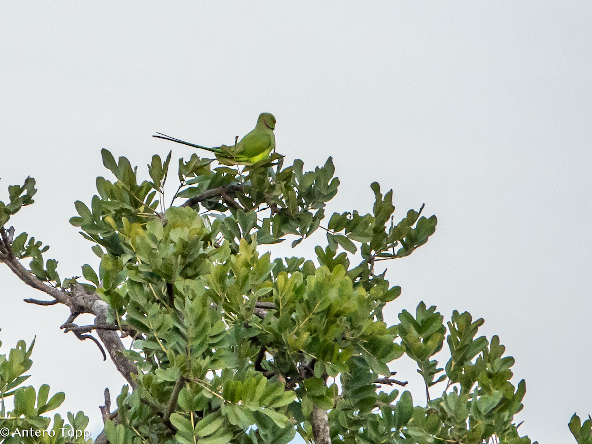 Cotorra de Kramer - ML645148438