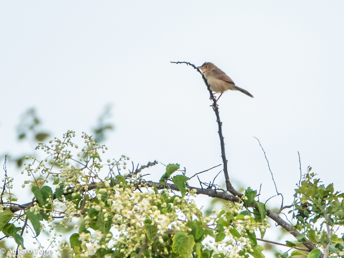 Cistícola Borana - ML645148444