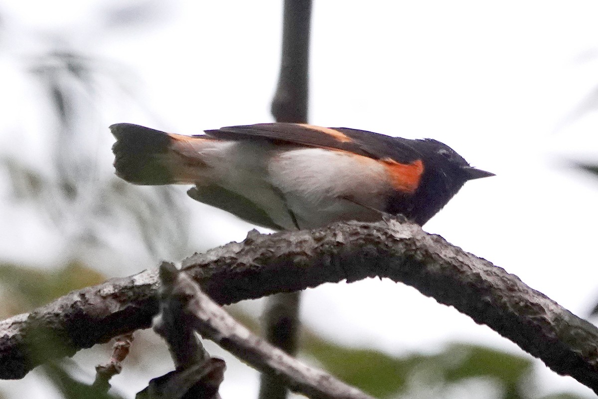 סבכון חכלילי - ML645148465