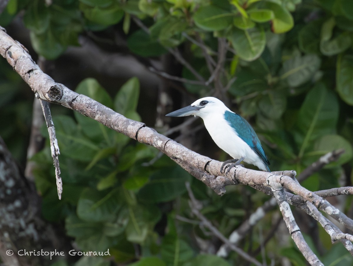 Kumsal Yalıçapkını - ML645148466