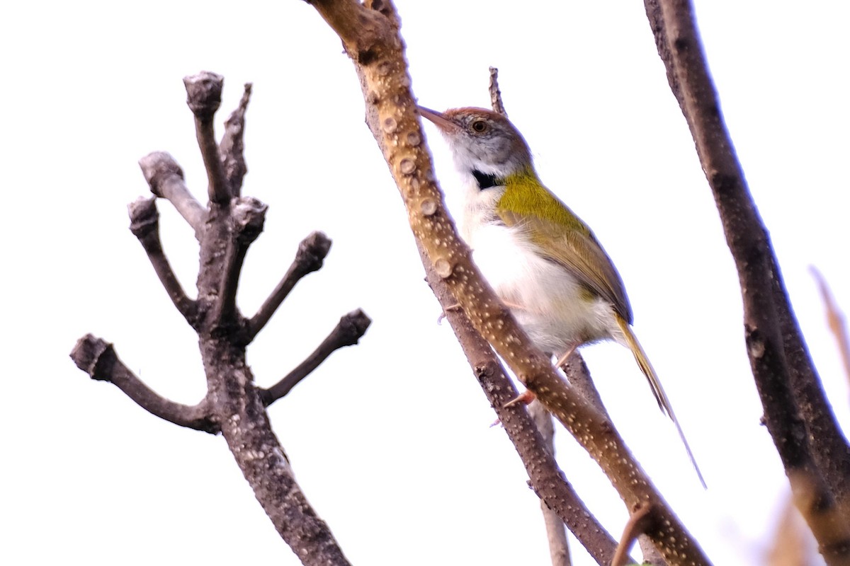 langstjertskredderfugl - ML645148467