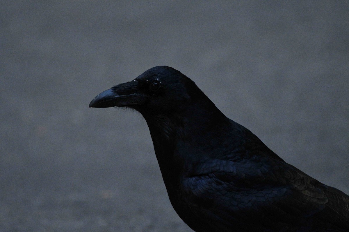 Kolkrabe - ML645148483