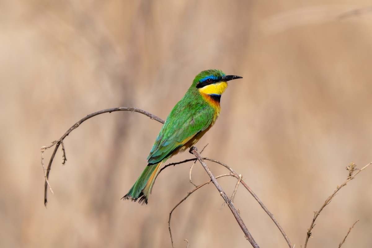 Little Bee-eater - ML645148502