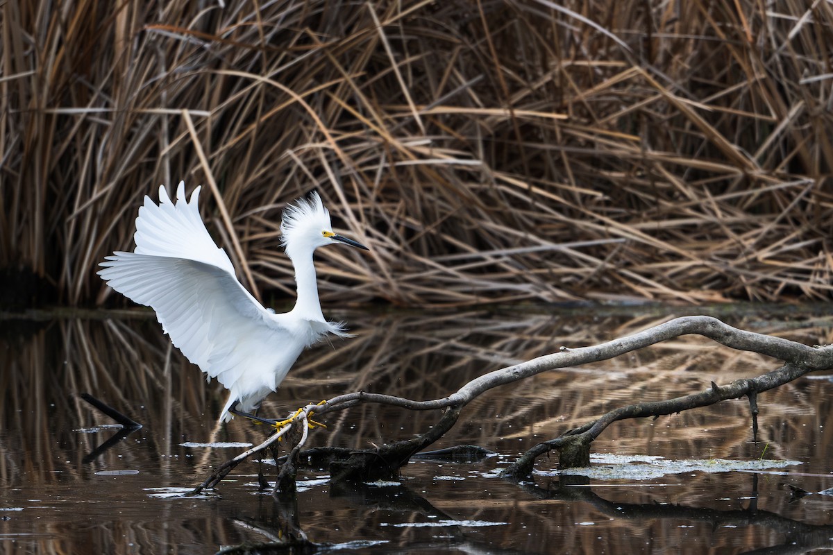 Snowy Egret - ML645148505