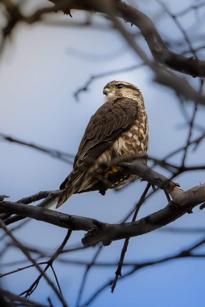 Хайргууна шонхор - ML645148508