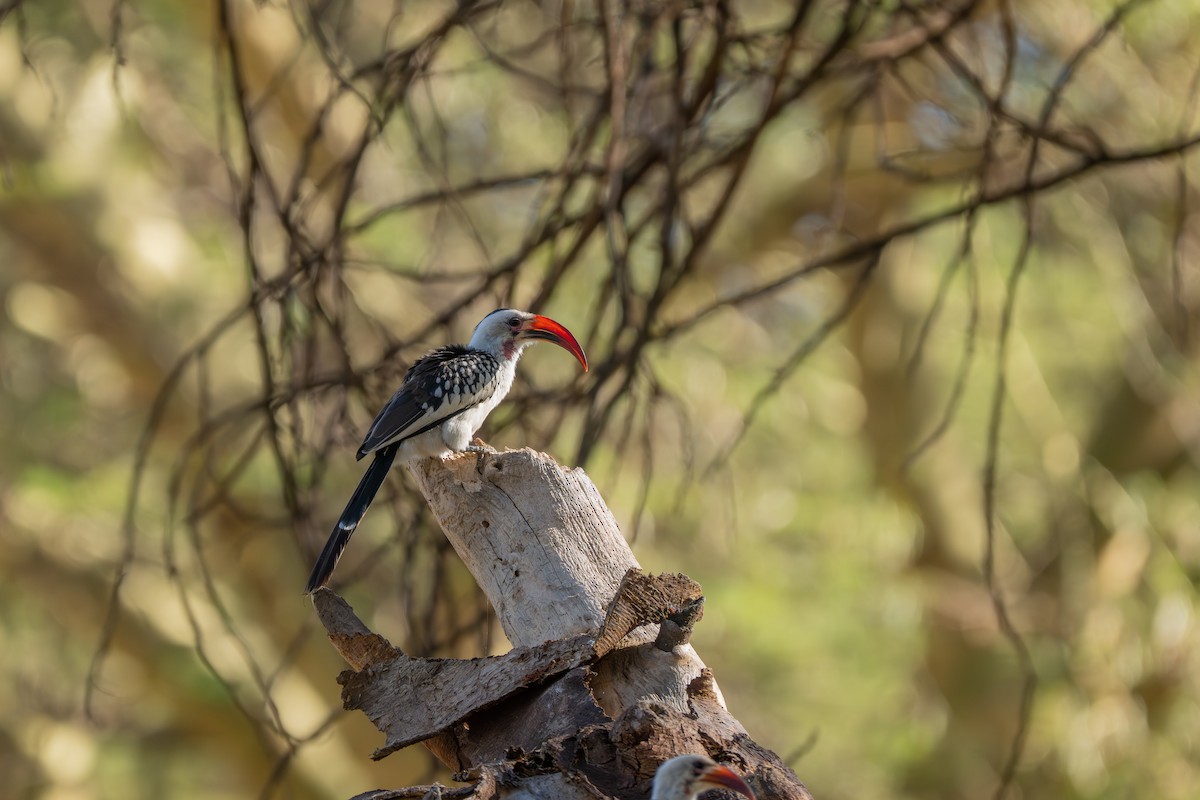 Northern Red-billed Hornbill - ML645148510