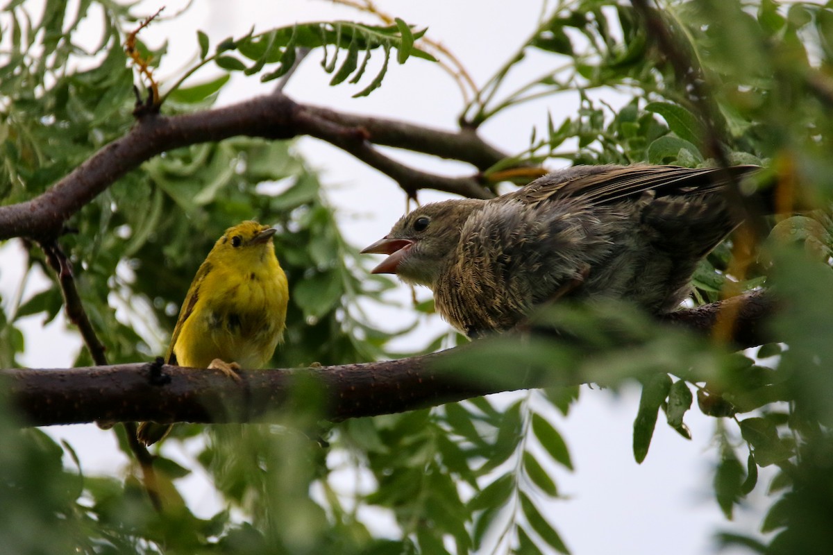 Northern Yellow Warbler - ML645148519
