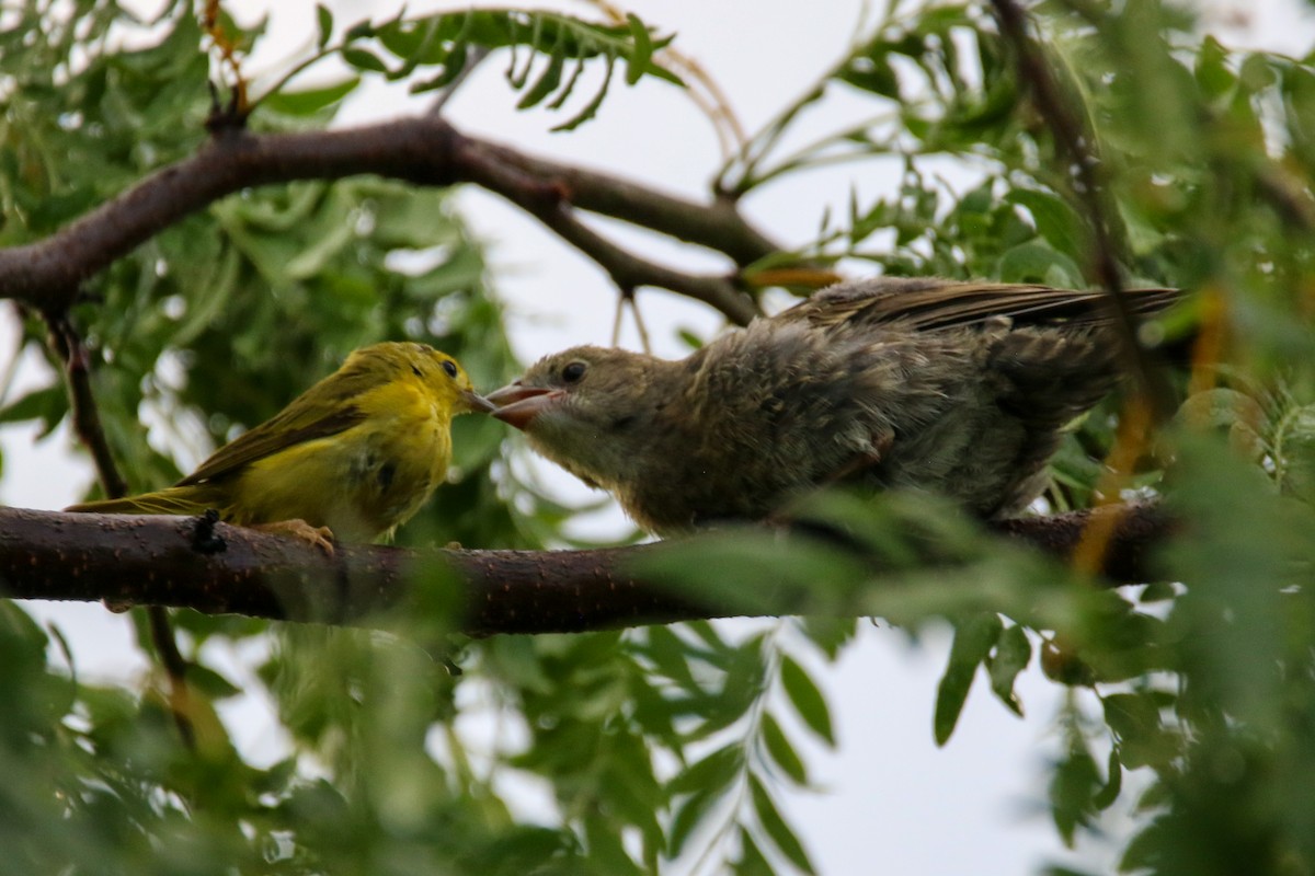 Northern Yellow Warbler - ML645148521