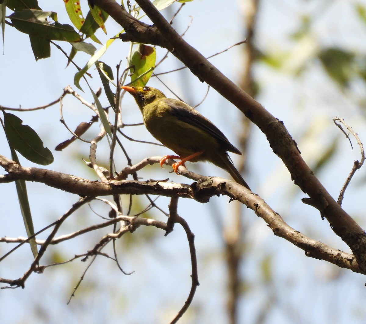 Glockenhonigfresser - ML645148524