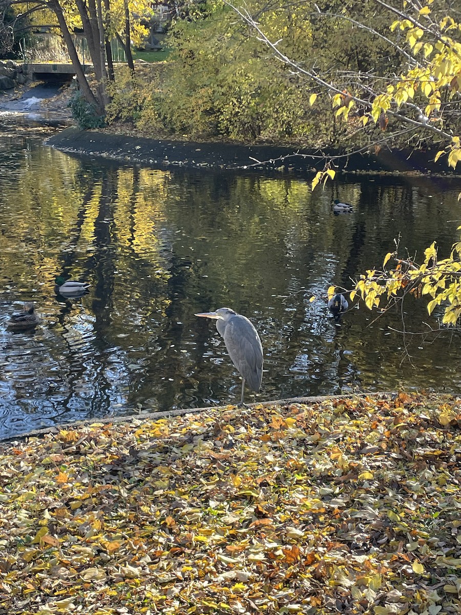 Gray Heron - ML645148525