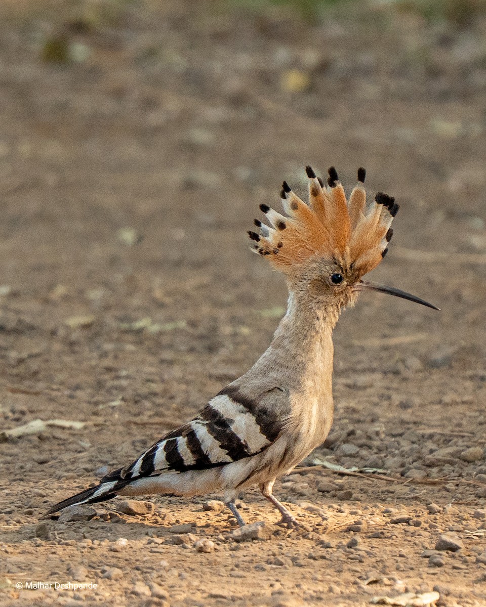 Common Hoopoe - ML645148527
