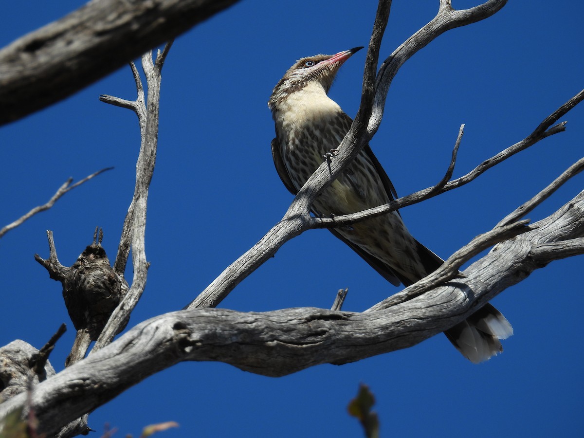 Diken Yanaklı Balkuşu - ML645148534