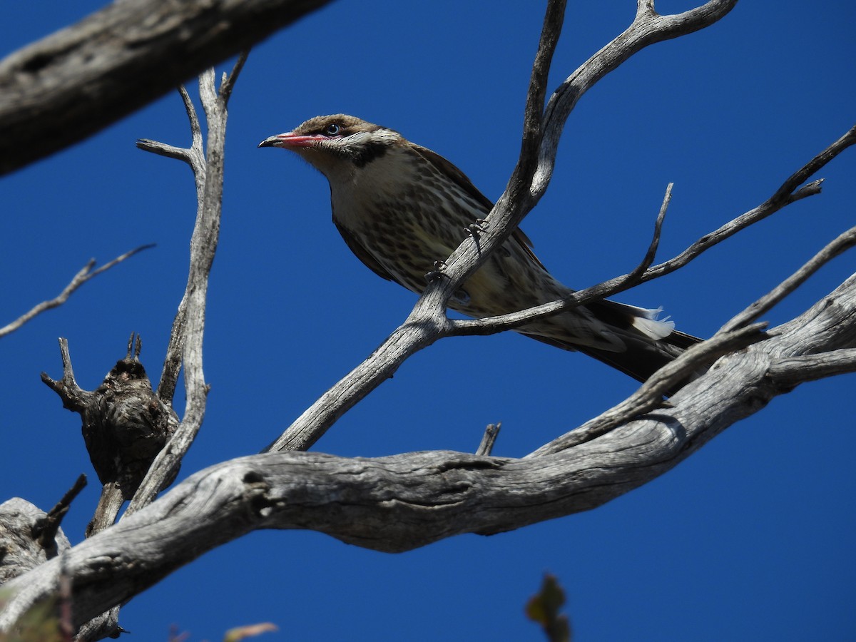 Diken Yanaklı Balkuşu - ML645148535