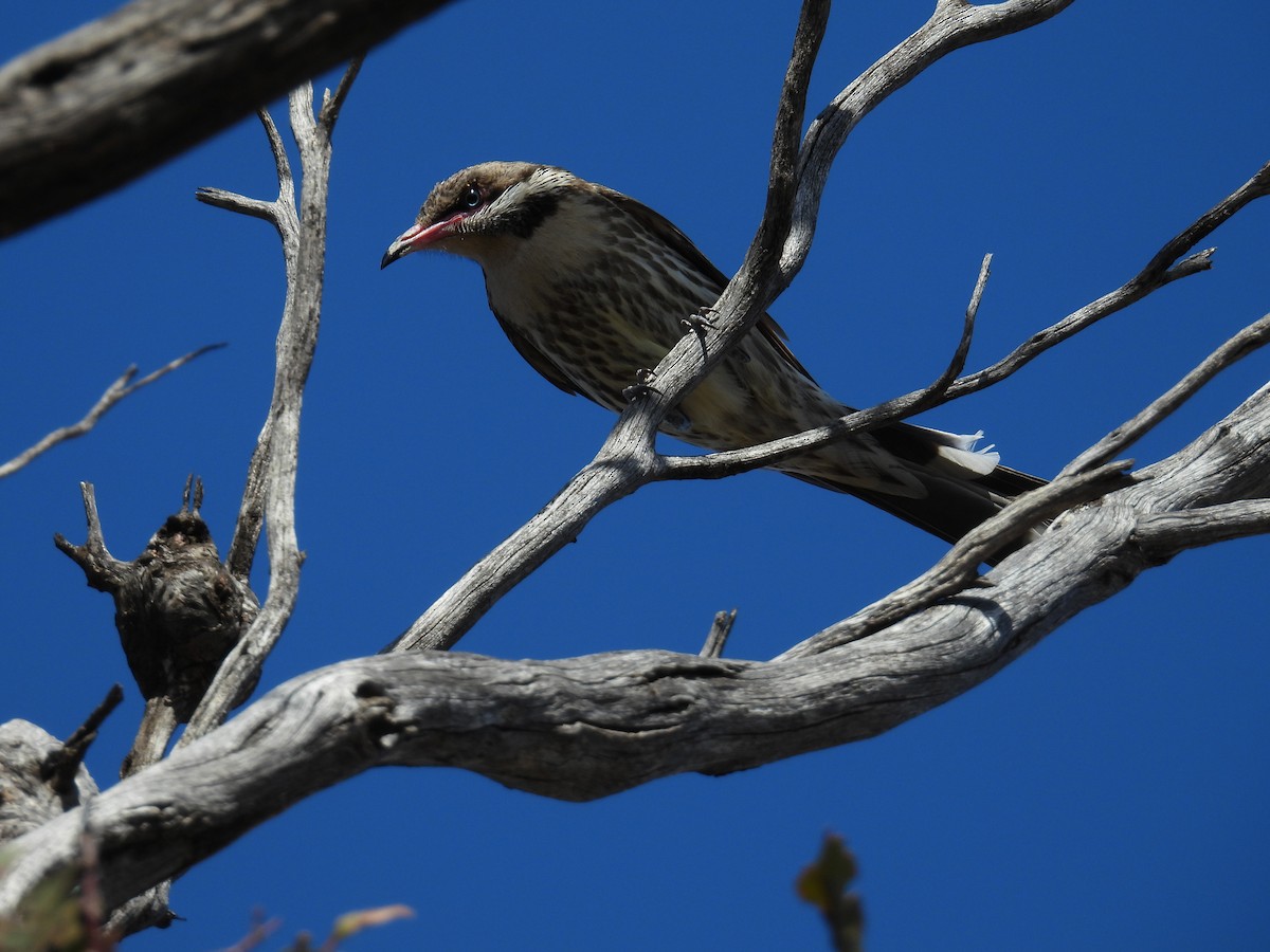 Diken Yanaklı Balkuşu - ML645148536