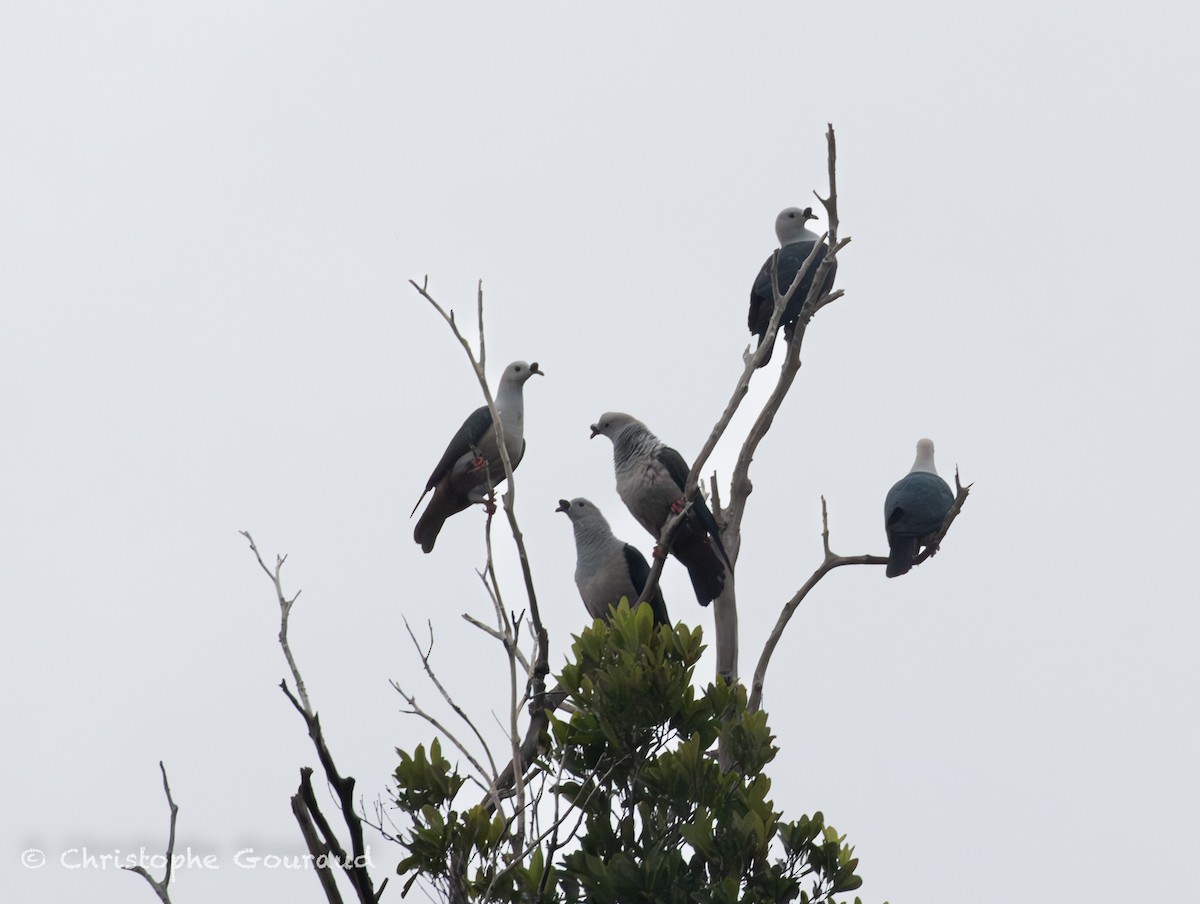 Пінон смарагдовий - ML645148557