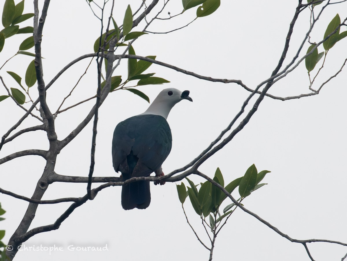 Пінон смарагдовий - ML645148558