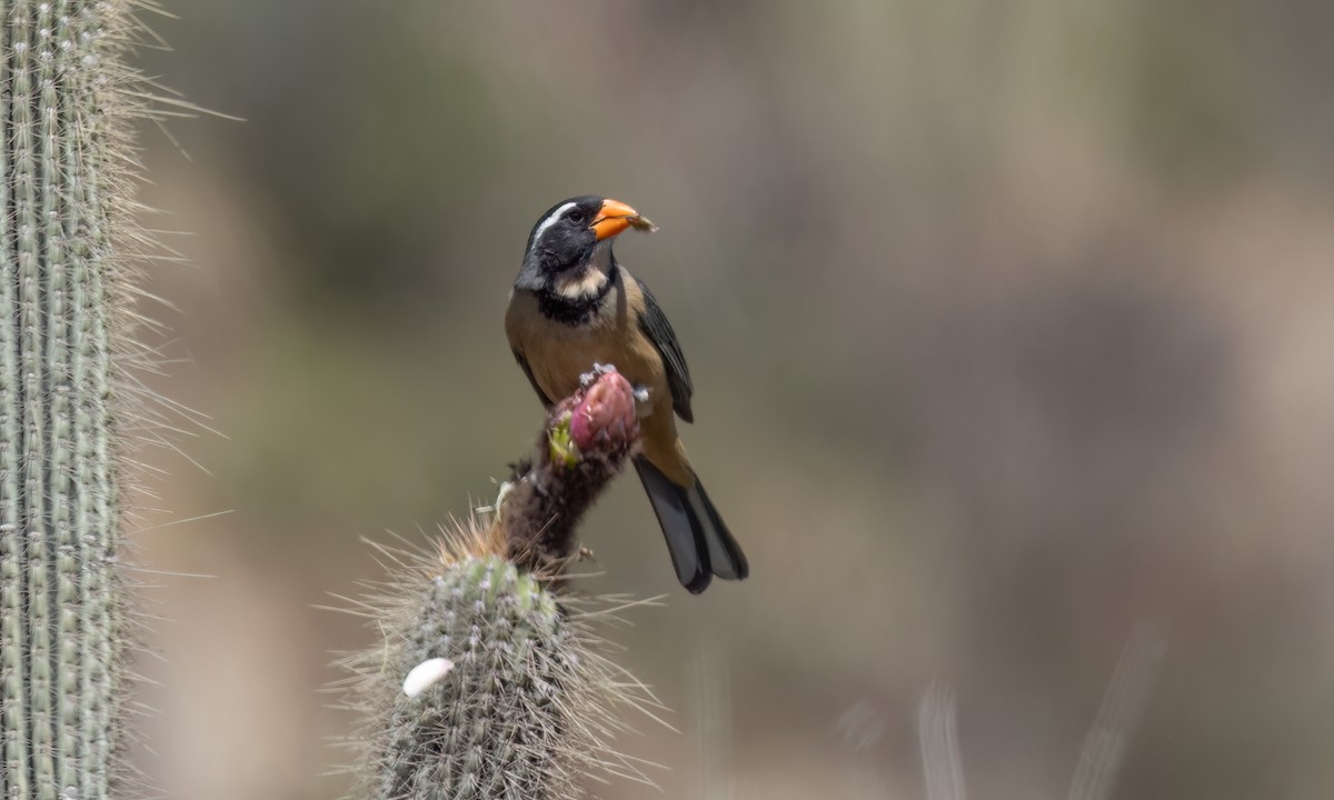 Golden-billed Saltator - ML645148563