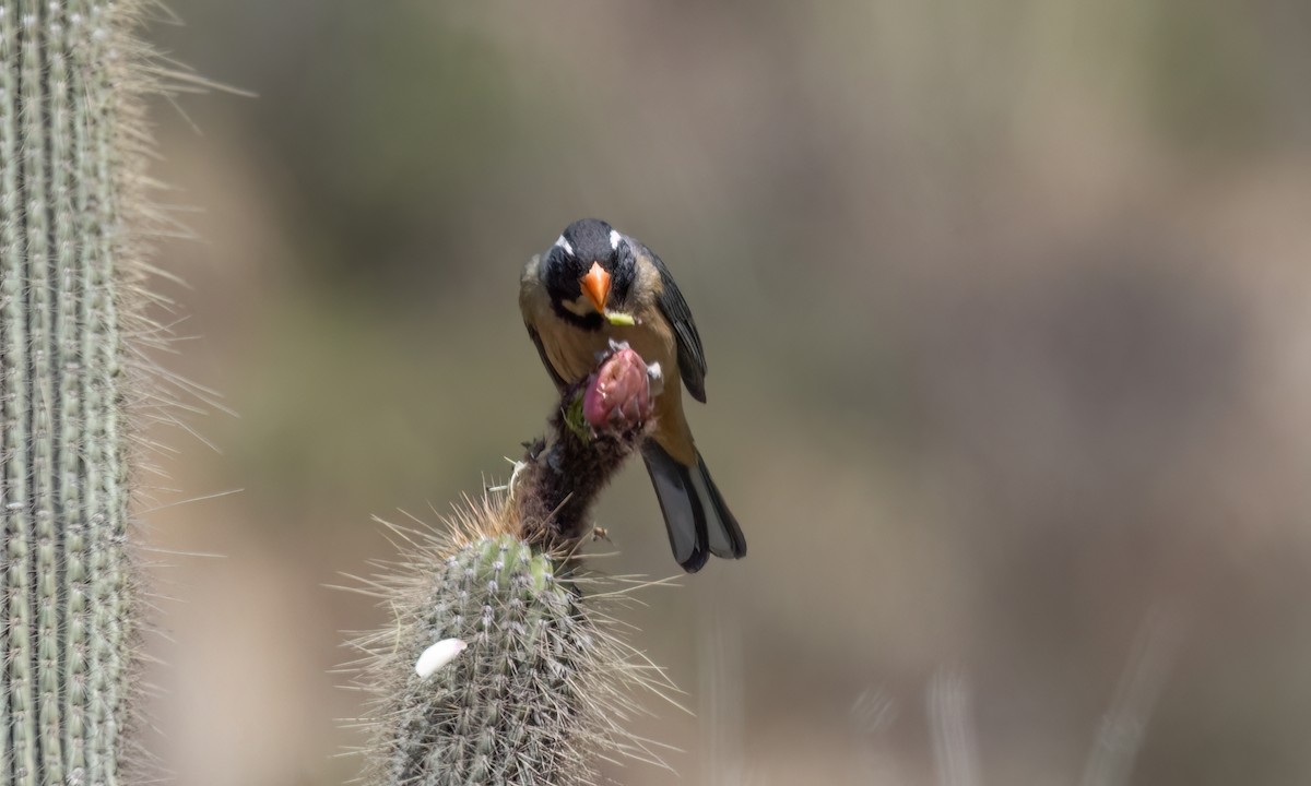 Golden-billed Saltator - ML645148564