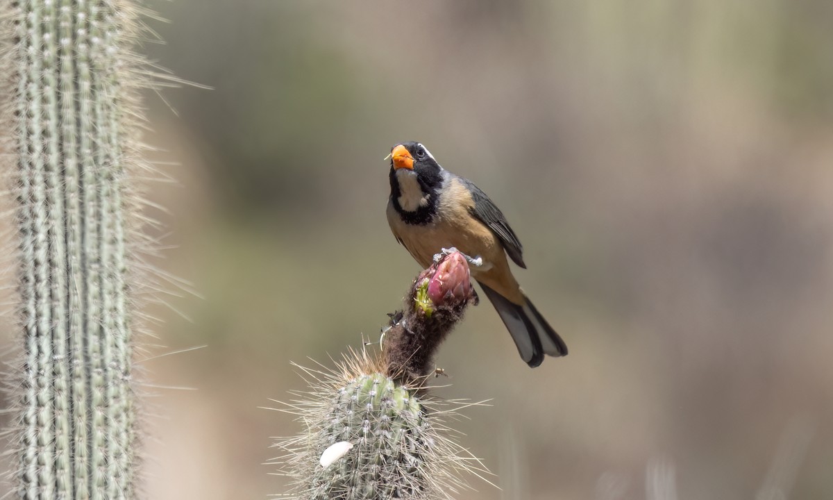 Golden-billed Saltator - ML645148565