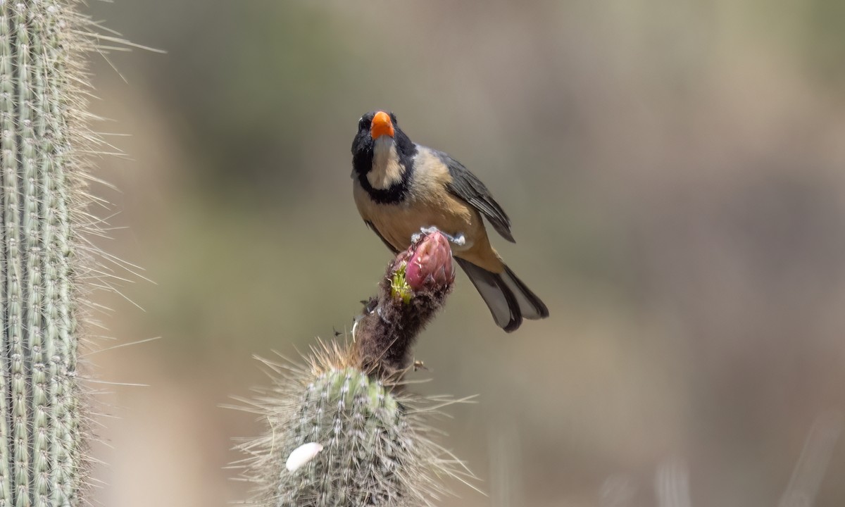 Golden-billed Saltator - ML645148566