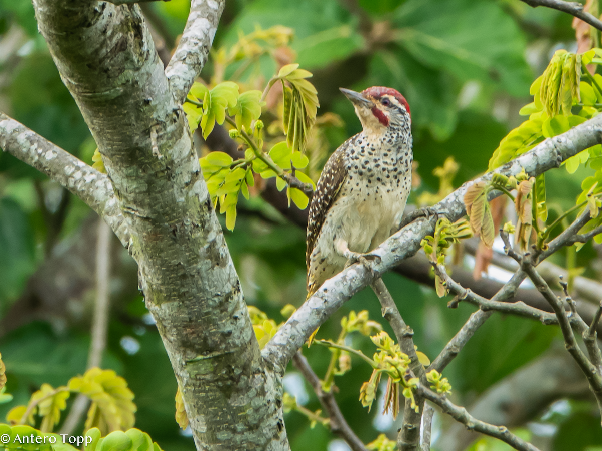 Nubian Woodpecker - ML645148570