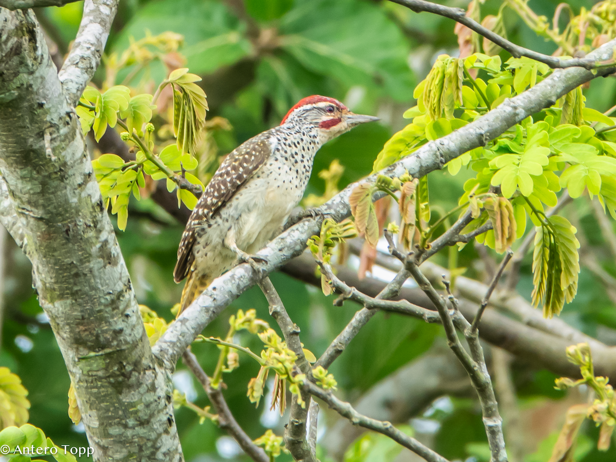 Nubian Woodpecker - ML645148571