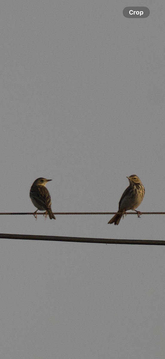 Tree Pipit - ML645148574