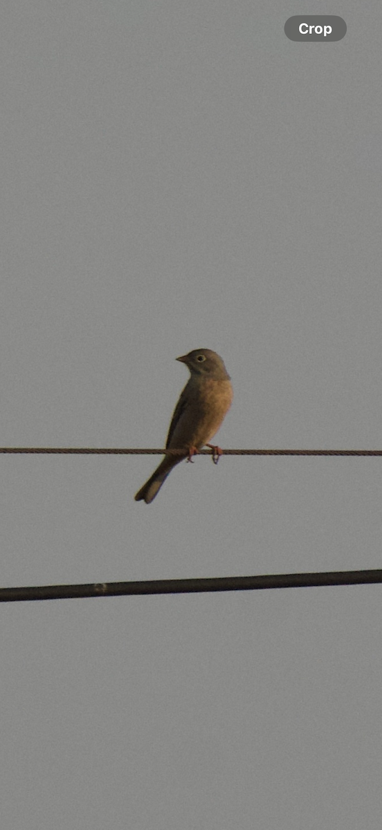 Gray-necked Bunting - ML645148581