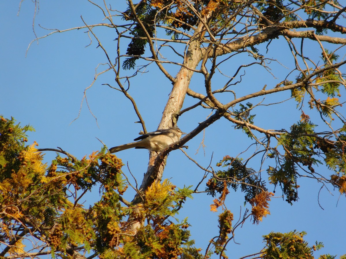 drozdec mnohohlasý - ML645148610