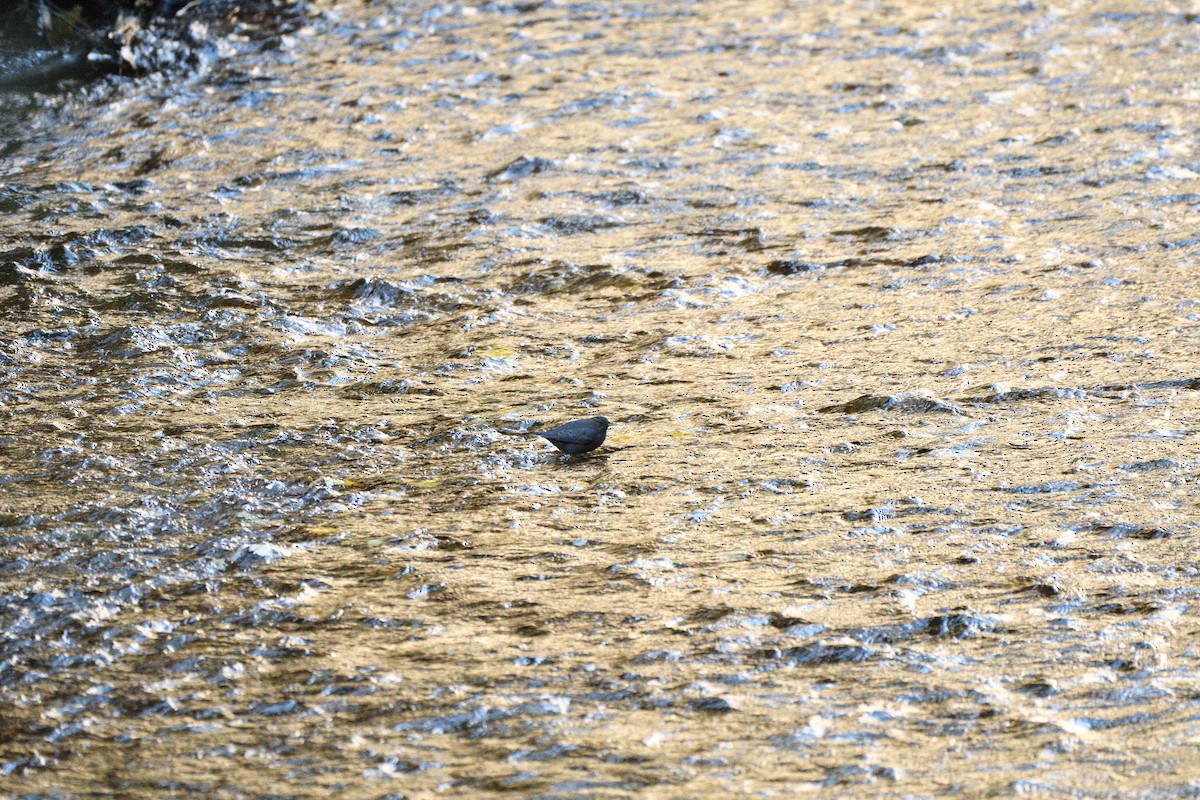 American Dipper - ML645148612