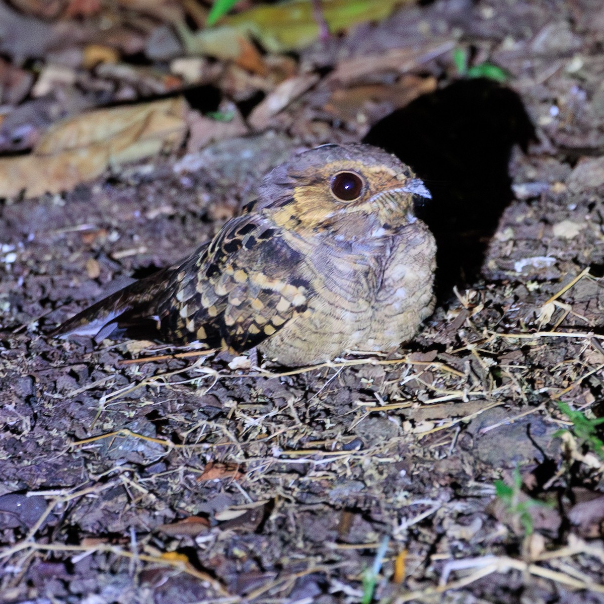 pauraquenattravn - ML645148618