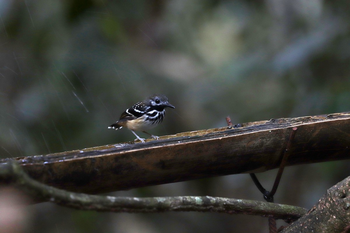 Жемчужноспинная муравьеловка - ML645148622