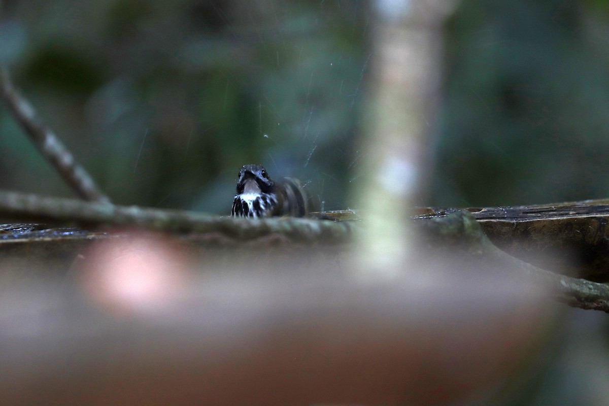 Жемчужноспинная муравьеловка - ML645148623