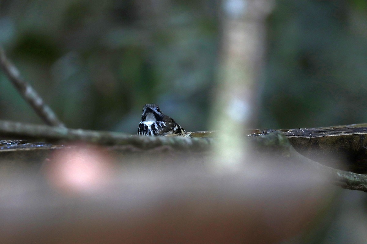 Жемчужноспинная муравьеловка - ML645148624