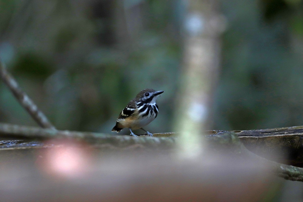 Жемчужноспинная муравьеловка - ML645148625