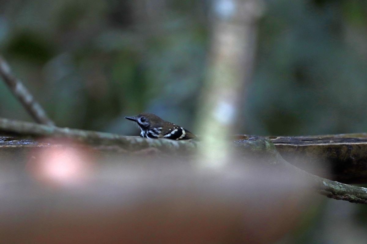 Жемчужноспинная муравьеловка - ML645148626