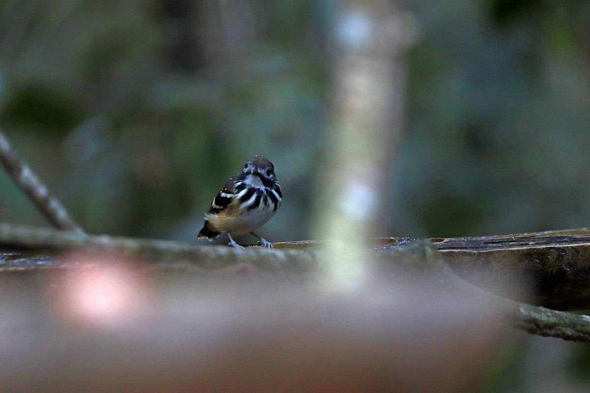 Жемчужноспинная муравьеловка - ML645148627