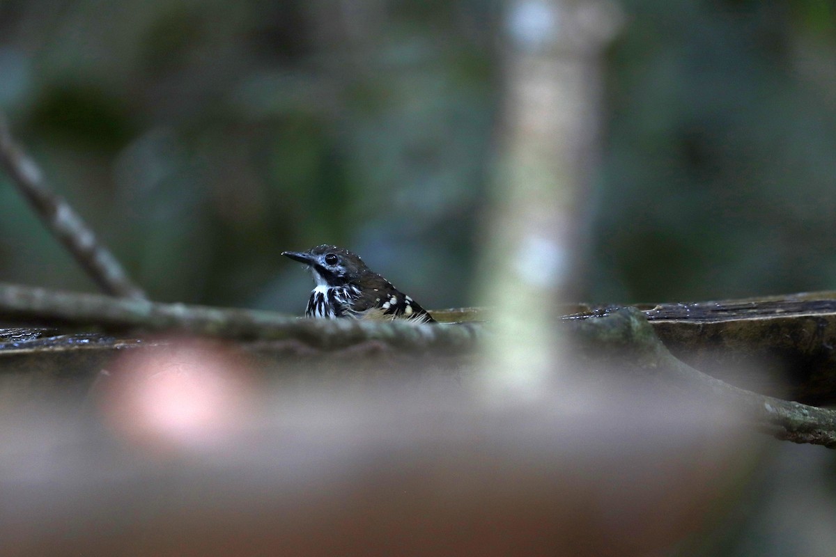 Жемчужноспинная муравьеловка - ML645148629