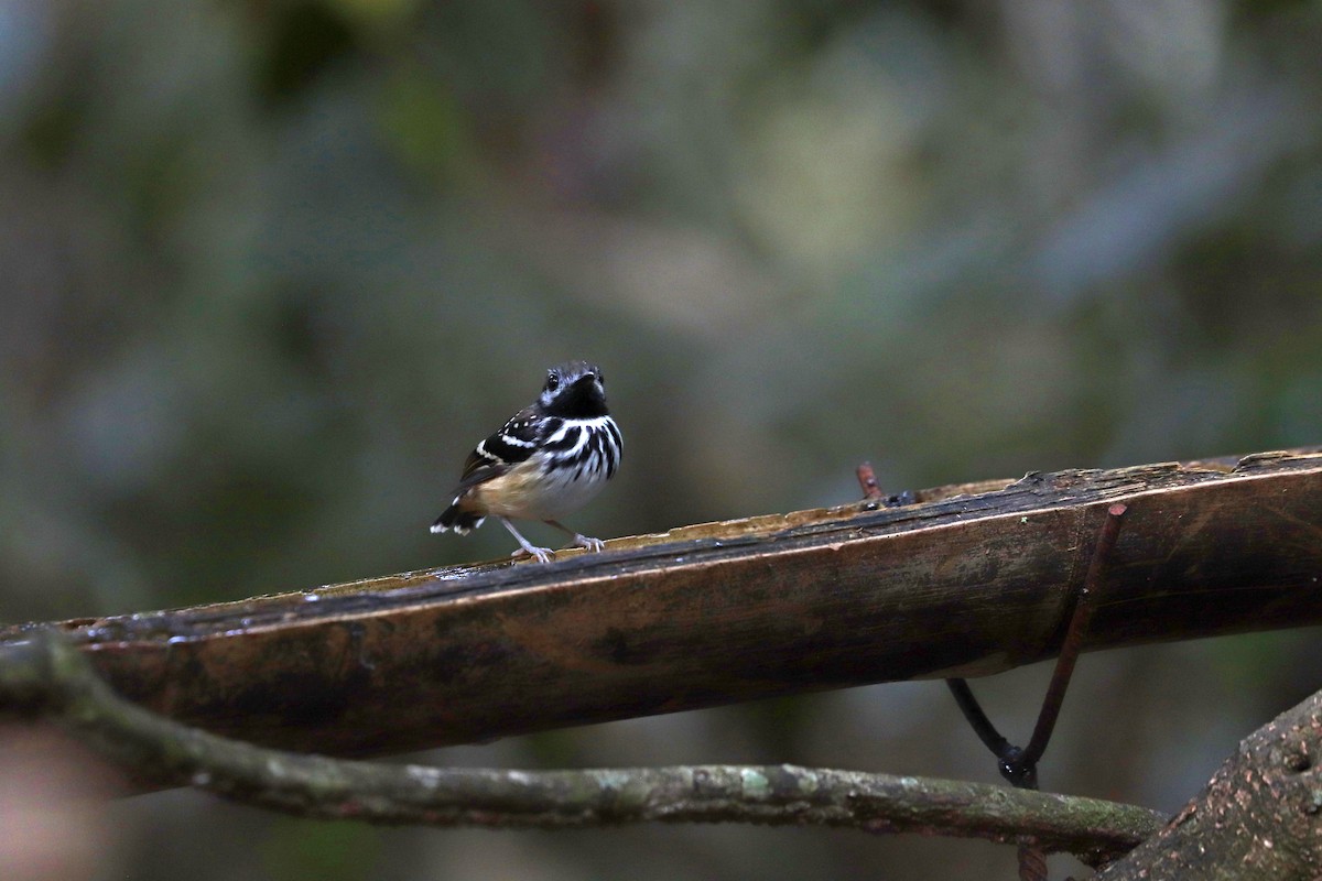 Жемчужноспинная муравьеловка - ML645148630