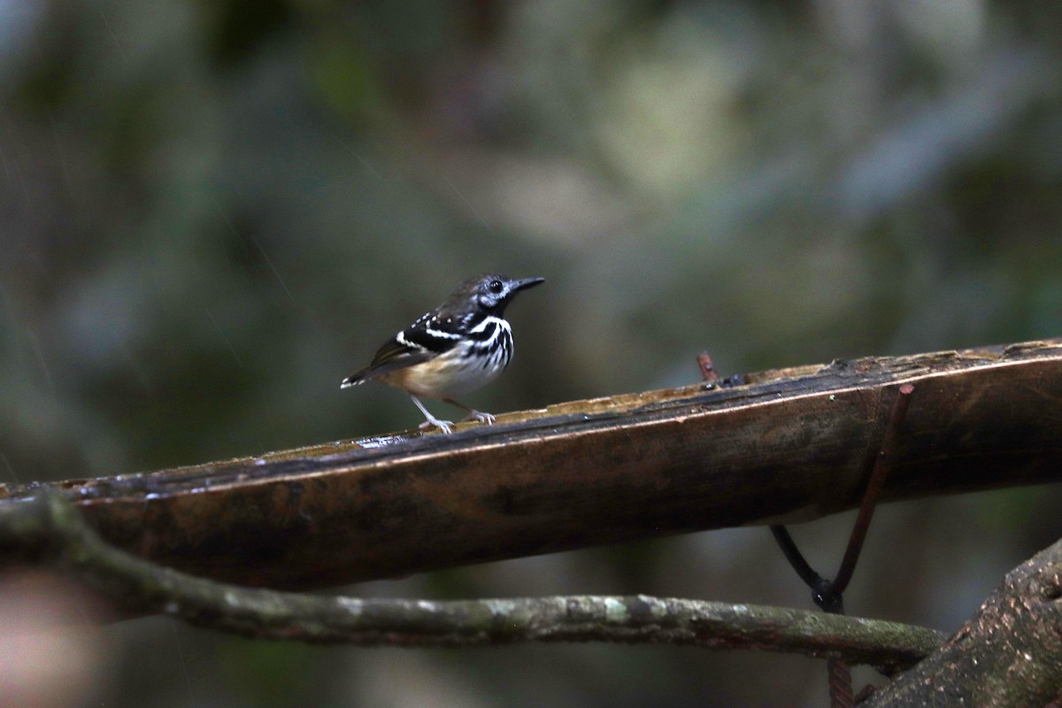 Жемчужноспинная муравьеловка - ML645148631