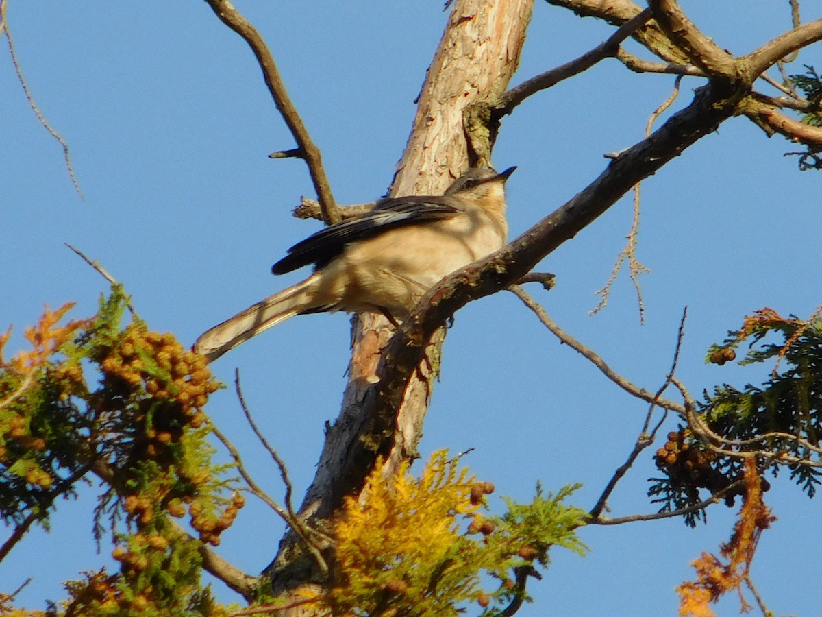 drozdec mnohohlasý - ML645148633