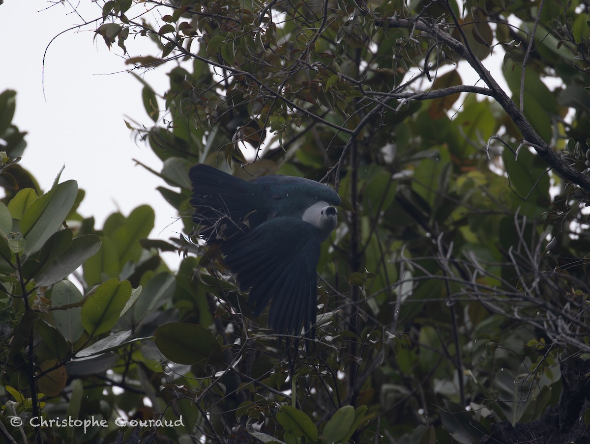 Пінон смарагдовий - ML645148639